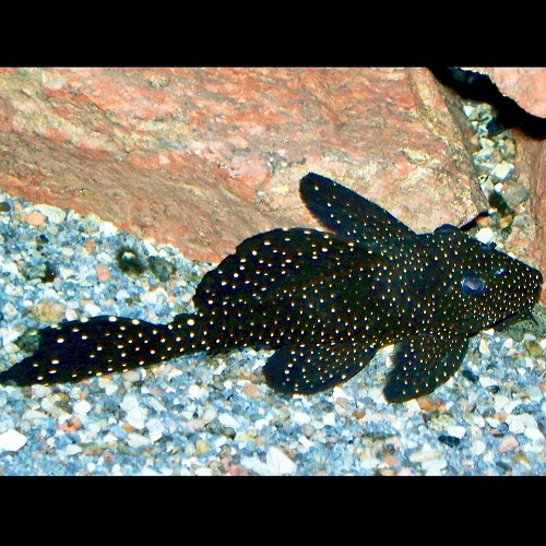 Leporacanthicus galaxias L340 - Milchstraßen rüsselzahnwels L340